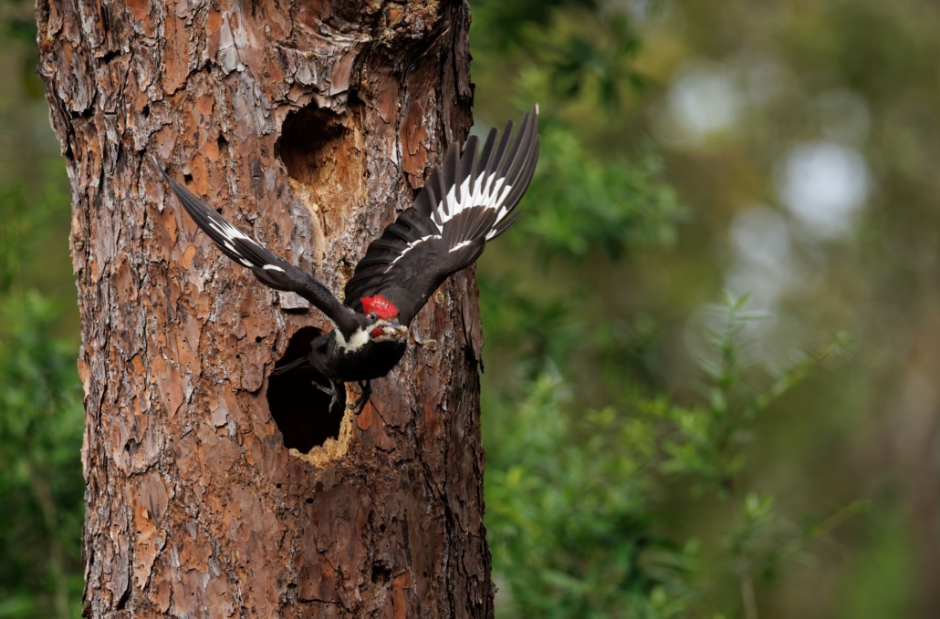 a woodpecker