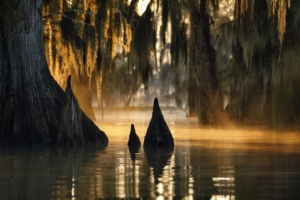 cypress swamp in louisiana