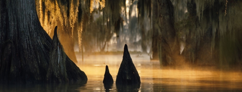 cypress swamp in louisiana