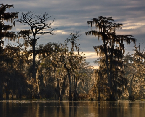 trees in a swamp