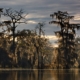 trees in a swamp