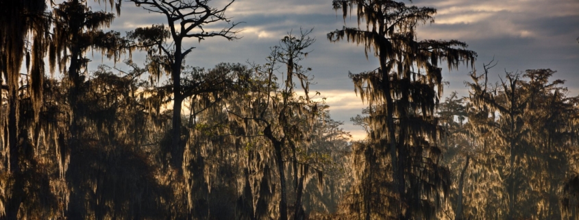 trees in a swamp