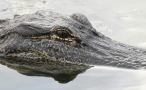 an alligator's head peeking out of the swamp water