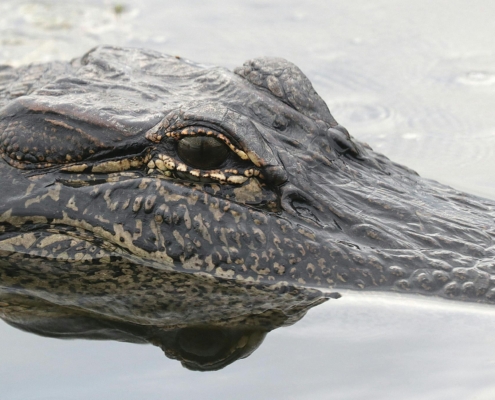 an alligator's head peeking out of the swamp water