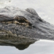 an alligator's head peeking out of the swamp water