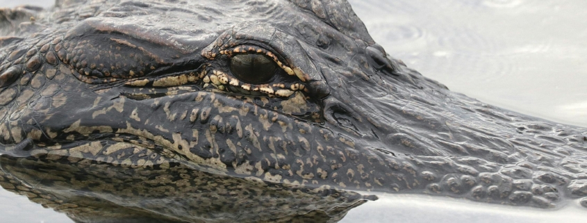 an alligator's head peeking out of the swamp water